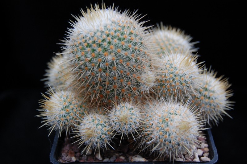 Mammillaria dixanthocentron Dixant12