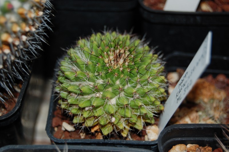 Mammillaria karwinskiana Karwin14