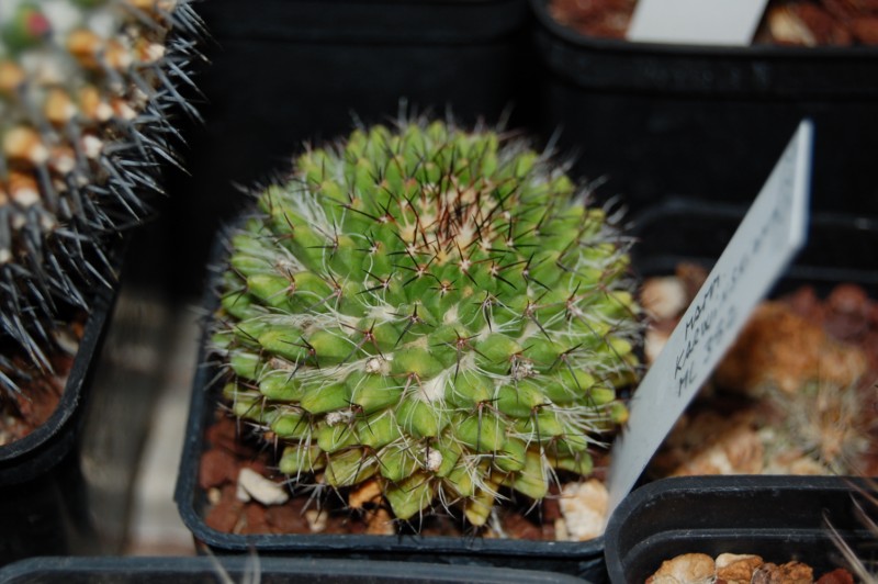 Mammillaria karwinskiana  Karwin14