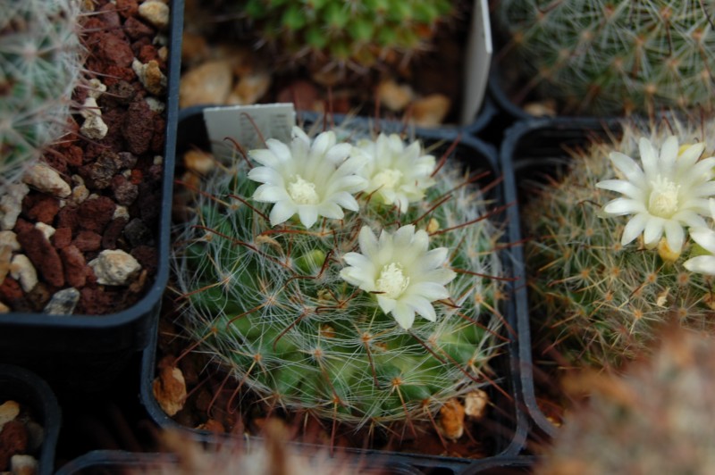 Mammillaria kunzeana Kunzea11