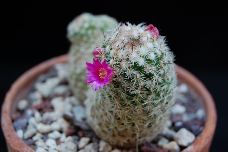 Mammillaria matudae Matuda14