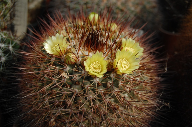 Mammillaria petrophila Petrop19