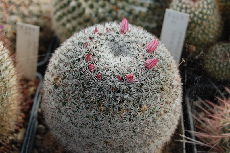 mammillaria vonwyssiana Vonwis11