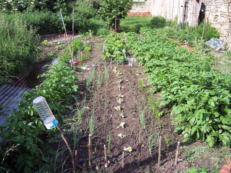 le jardin mi juin 20100614