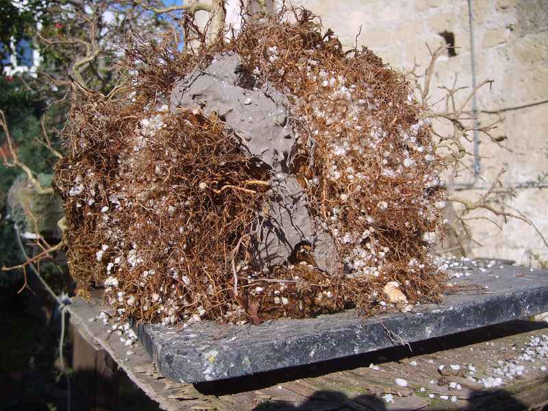 Margotta su lagerstoemia indica Cicatr10