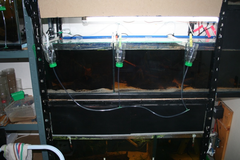 Réalisation d'un changement d'eau automatique sur une batterie d'aquarium-posté par MD Img_3436