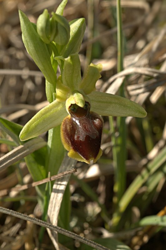 Ophrys araneola Ophrys51