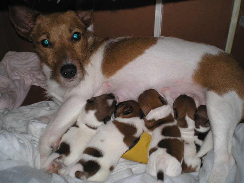 cuccioli - Giuly e i suoi piccoli cuccioli... P1270110
