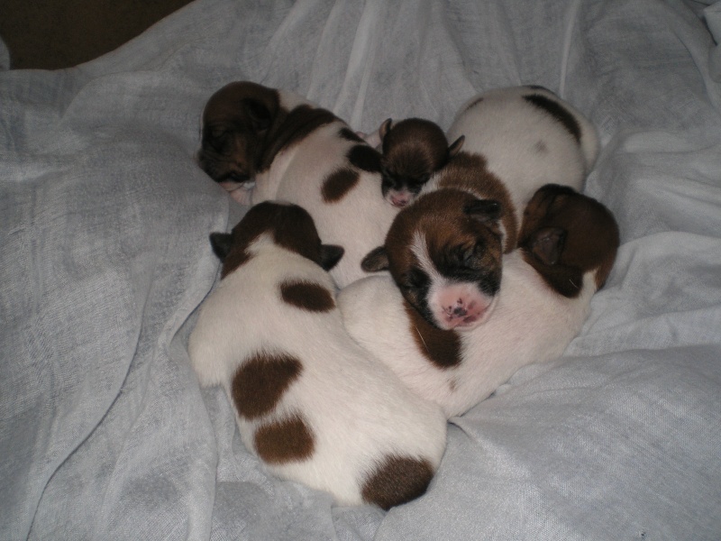 cuccioli - Giuly e i suoi piccoli cuccioli... P1280110