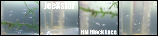 HM Black Lace (19/04/2010) Picnik19