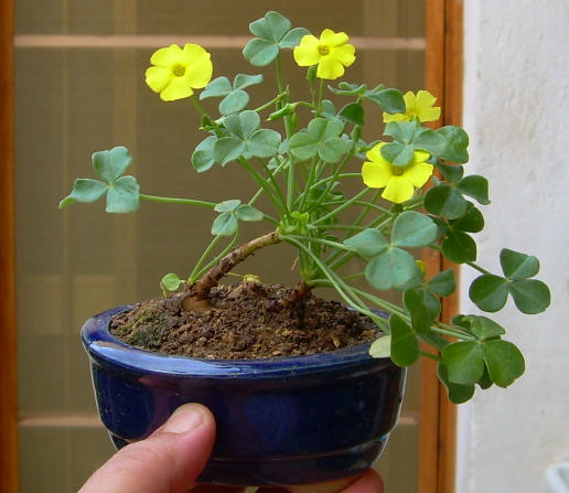 Non solo bonsai ma amo tutte le piante del mondo!!! Oxsali10
