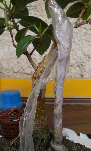 ficus - Radici Aeree Ficus Radice13