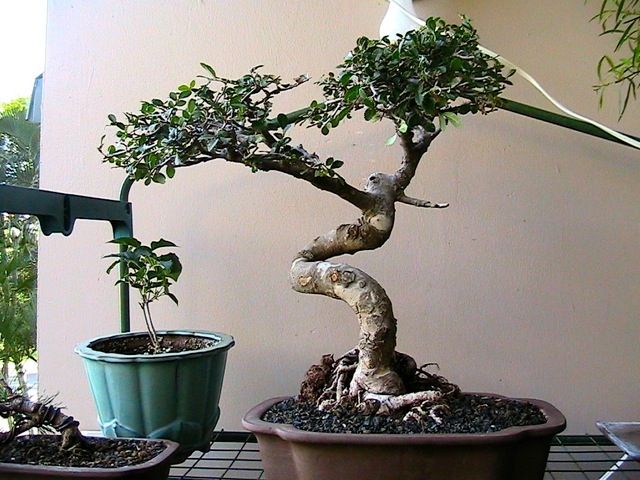 Help with Chinese Elm Img_0210