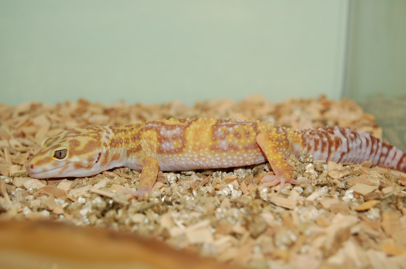 Mon gecko leopard !!!!! Dsc_3510