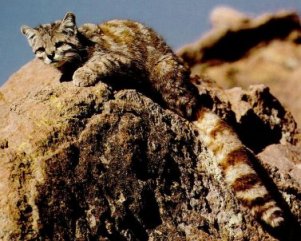 CHAT DES ANDES: Leopardus jacobita (à faire) 750px-12