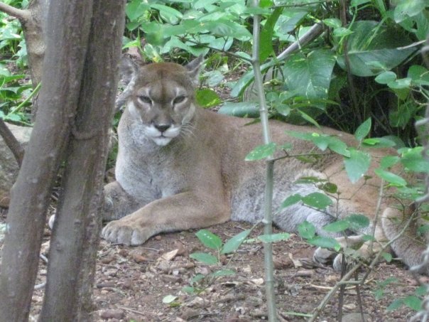 COSTA RICA: Las Pumas (faune sauvage) Pumas_10