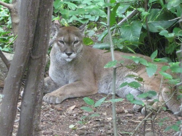 puma in costa rica