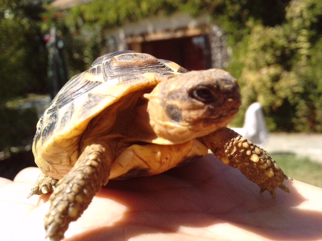 Tortue..! P2308012