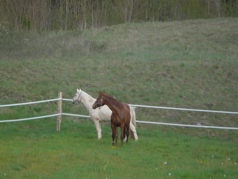 nouveau arrivé dans l'isère - Page 4 P1030710