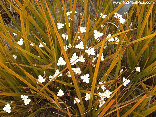 Libertia Peregrinans (Iridacea) Libert11