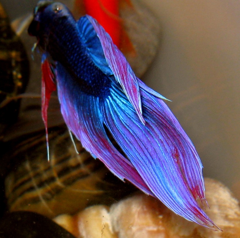 Nouveau Betta