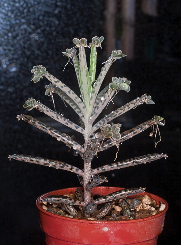 Bryophyllum tubiflorum... Bryoph10