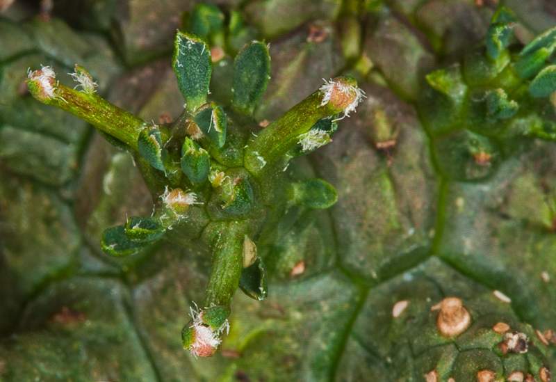 Euphorbia decepta , Euph-d10