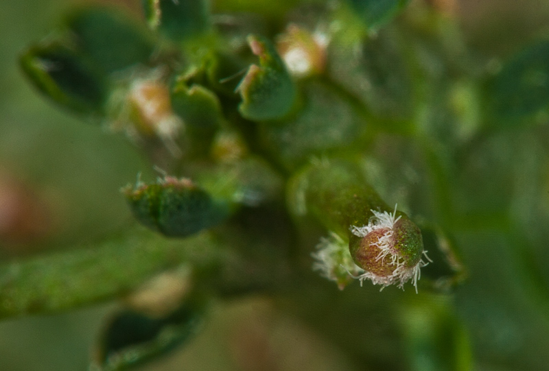 Euphorbia decepta , Euph-d11