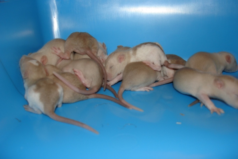 Bébés rats à vendre sur Paris. Dsc05711