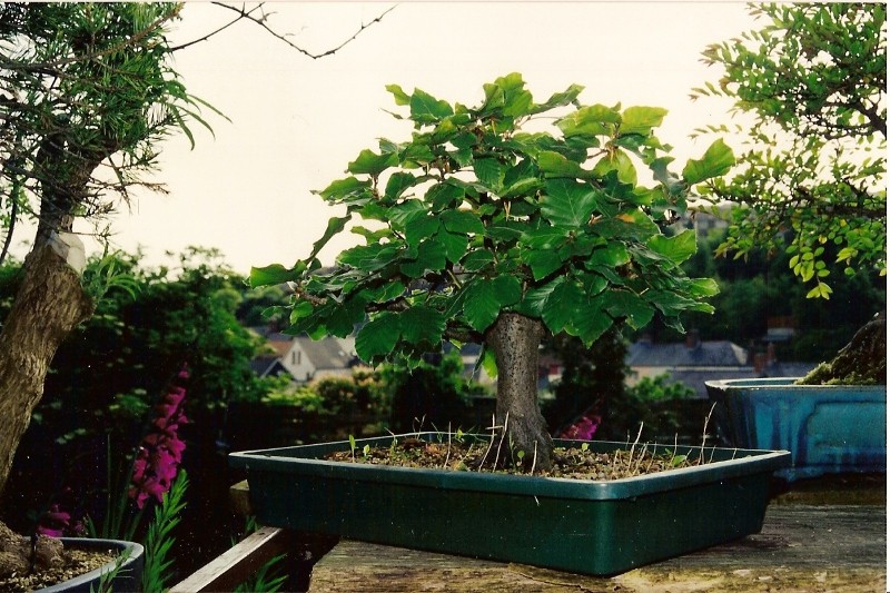 Shohin Fagus May9610