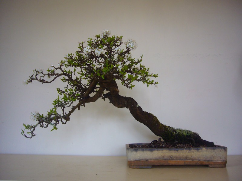 Prunus spinosa P1070610