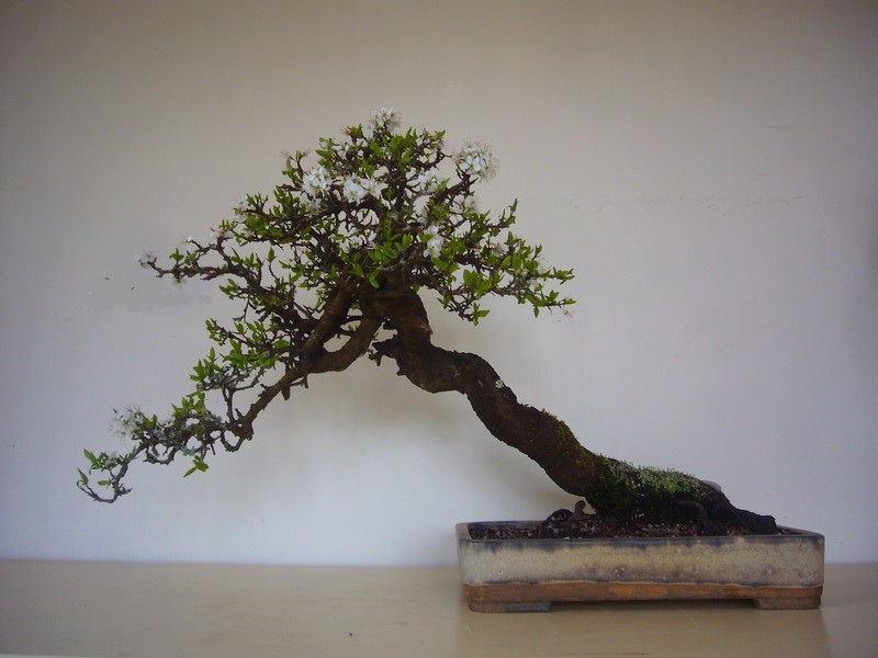 Prunus spinosa Trimme10