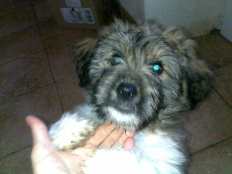 Urgent recherche Fa ou adoptants pour chiot 2 mois trouvé dans un jardin clos 17122010