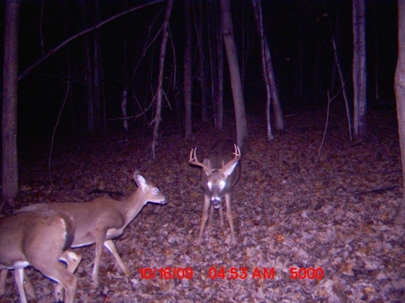 jumeau du chevreuil a ton pere Buck_013