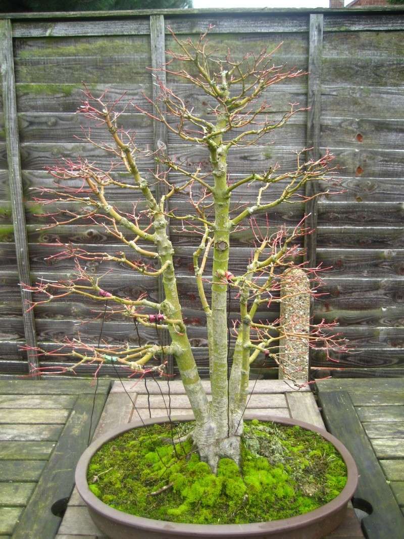 can any one advise me on ways to improve my mountain maple Bonsai13