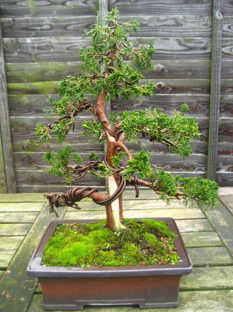 over the past five years of styling Bonsai20