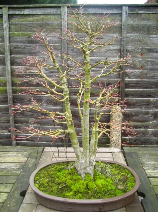 can any one advise me on ways to improve my maple Bonsai21