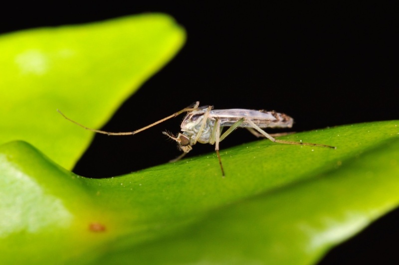 Insects Macro shot Dsc_3913