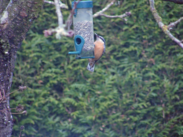 Jolis petits oiseaux... ou grands. 15_12_10