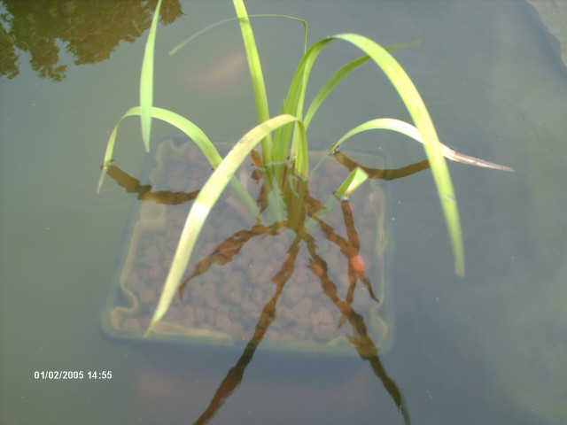 un trou, des poissons et hop le bassin de Bibinouc62..... - Page 5 Bassin32