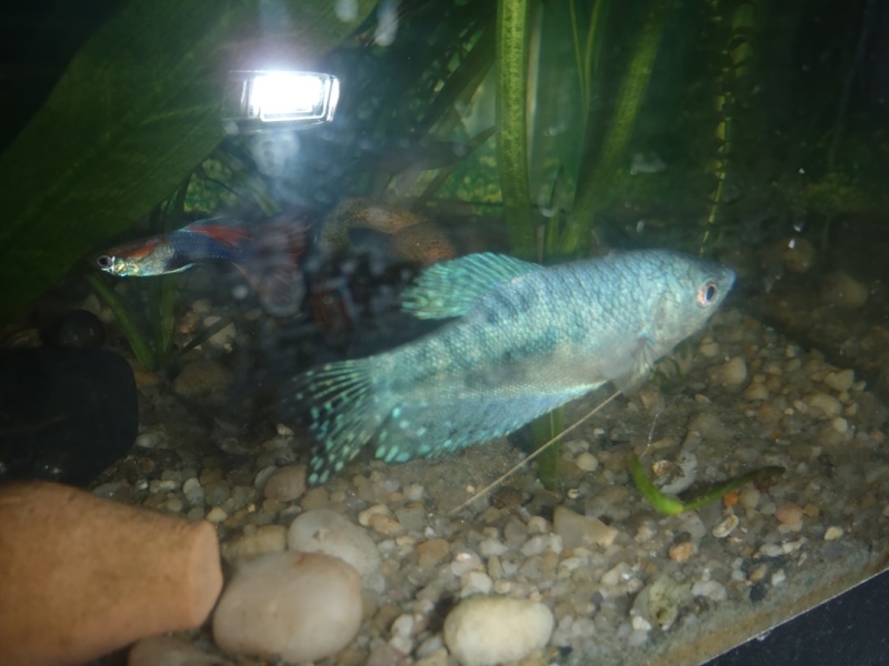 gourami bleu mâle ou femelle P3140011