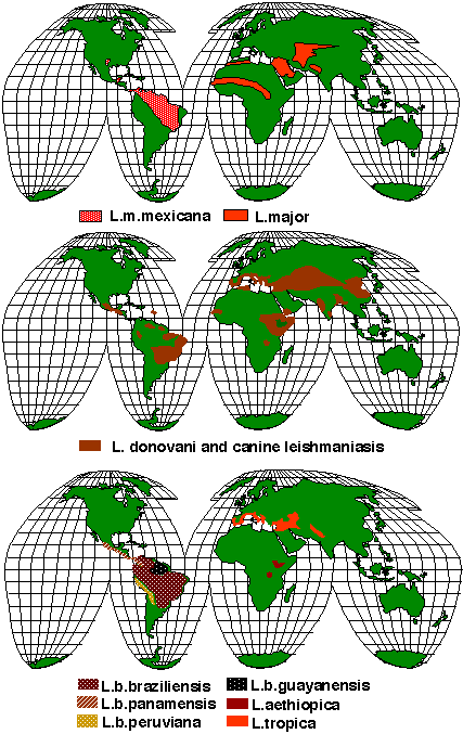 Leishmaniosi canina Mappa_10