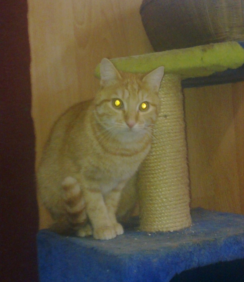 NOUGAT, chat roux adorable d'environ 1 an 06122011
