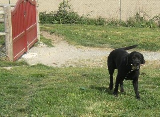 mascotte - MASCOTTE, x labrador, 4 ans env.  Dscf6933