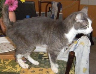 GRISOU, beau chat gris souris et blanc, 9 ans Dscf7027
