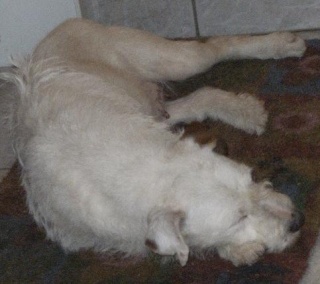 SOURIS, femelle parson russell terrier, 8 ans 1/2  Dscf7118