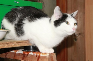 MAESTRIA, chatonne noire & blanche, né début avril 2010 Img_2511