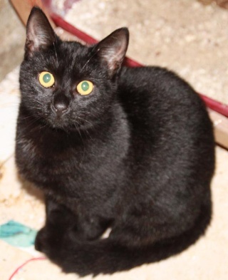 MAEVA, chatonne noire née début juin 2010 Img_2513