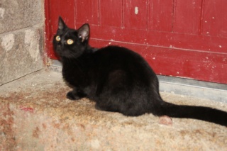 MAEVA, chatonne noire née début juin 2010 Img_2514