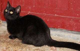 MAEVA, chatonne noire née début juin 2010 Img_2515